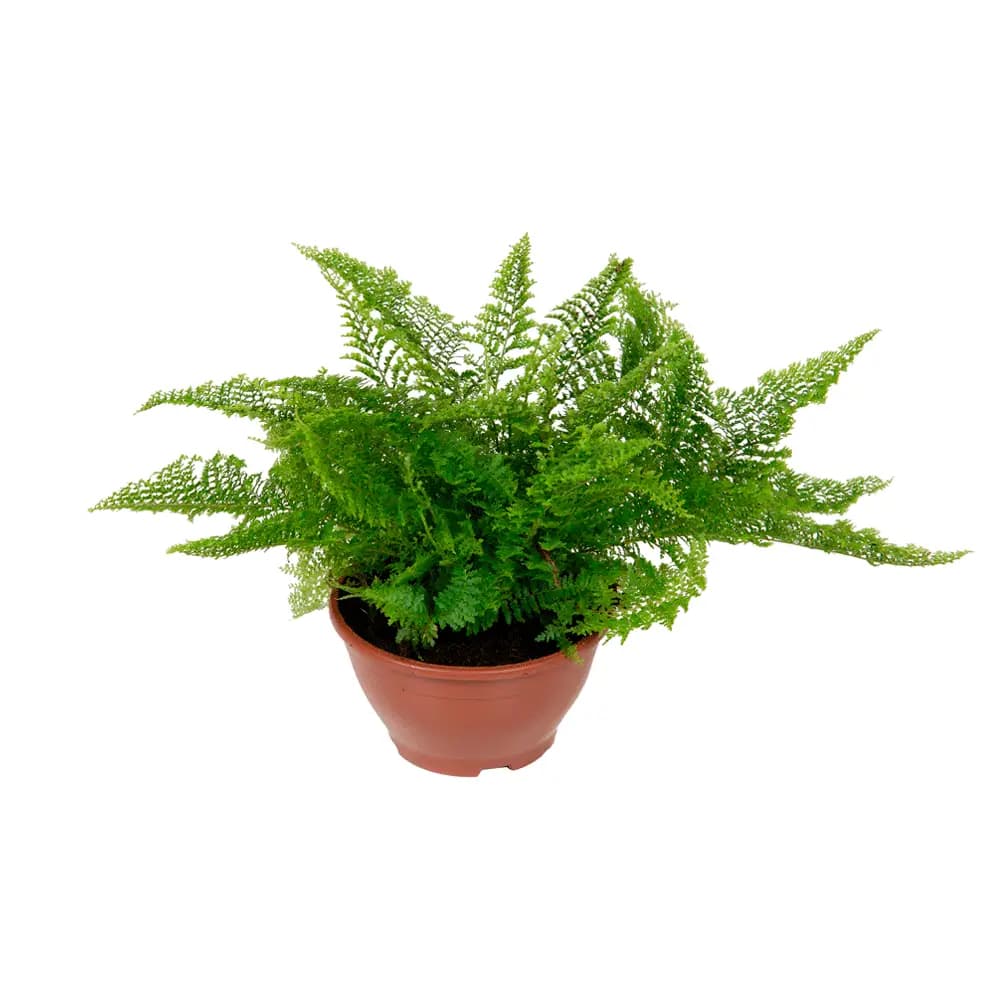 SAMAMBAIA MINI HAVAIANA C13