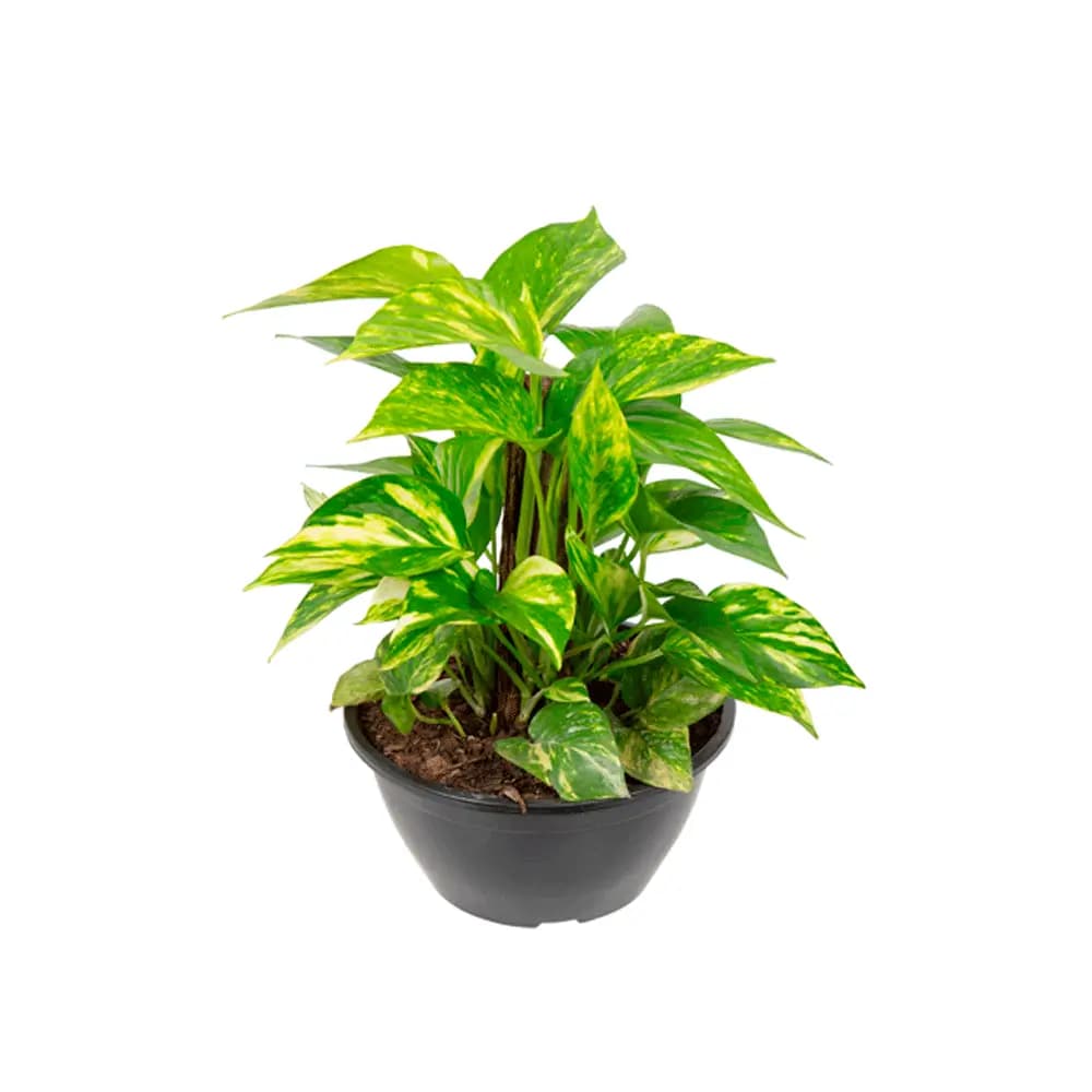 FLOR JIBOIA VERDE C21