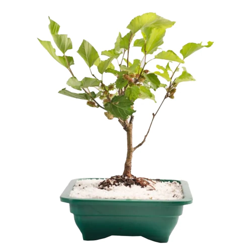 BONSAI JOVEM FRUTA 1,1L