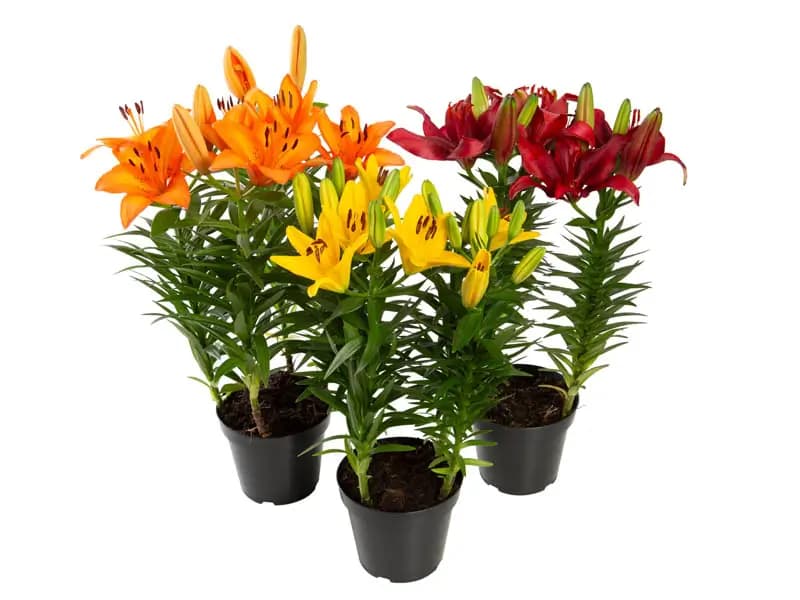 FLOR LIRIO VARIADO P12