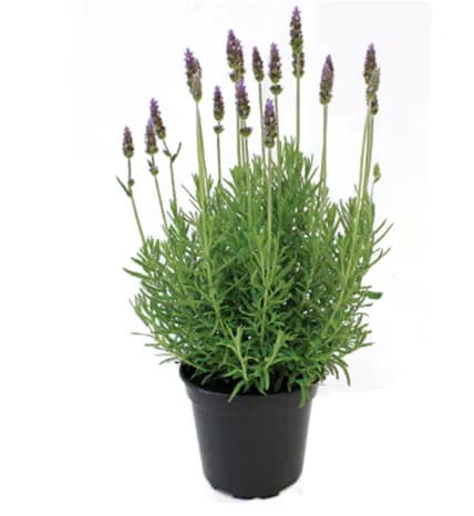 FLOR LAVANDULA ANGUSTIFOLIA P14