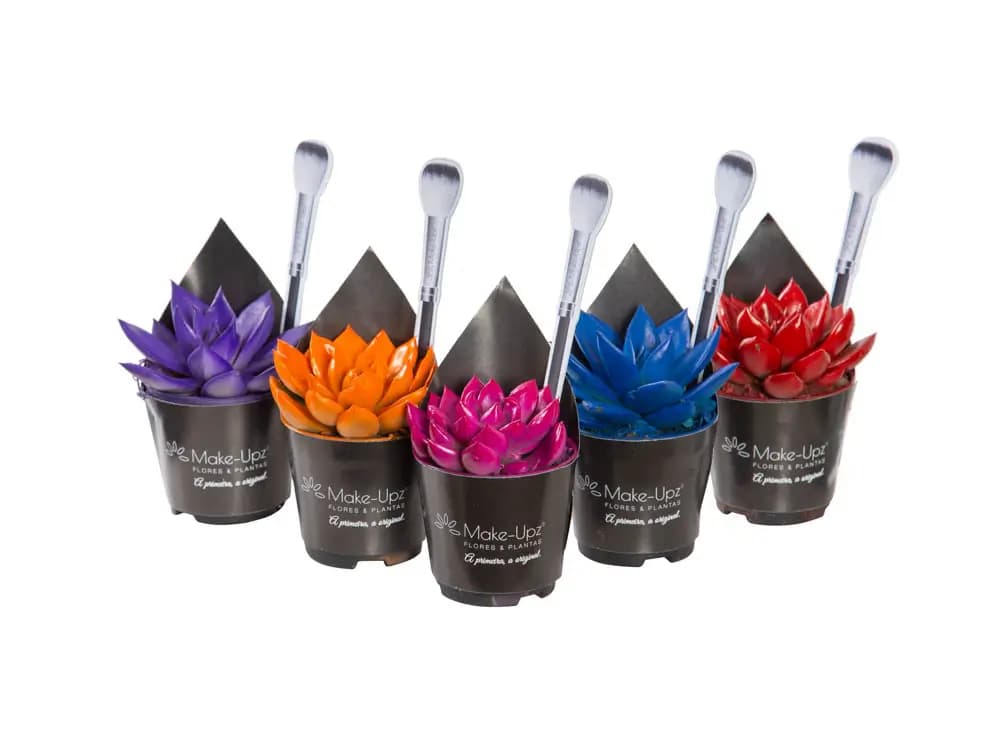 FLOR  ECHEVERIA COLOURS P06