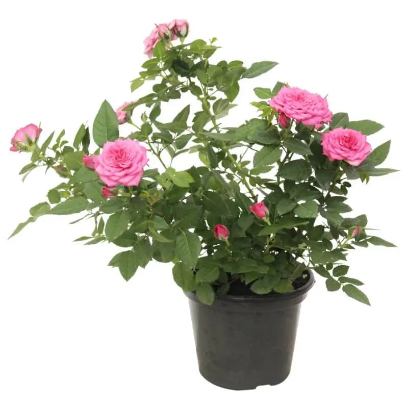 FLOR ROSEIRA MINI P15