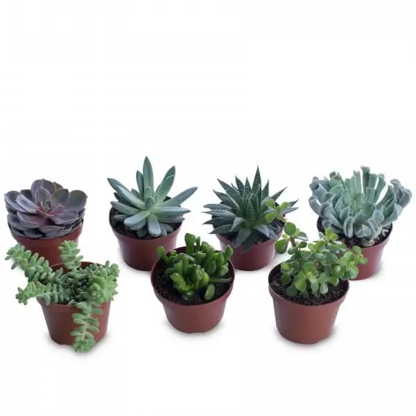 FLOR SUCULENTAS P06