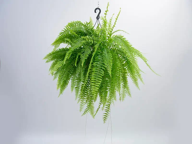 FLOR SAMAMBAIA AMERICANA