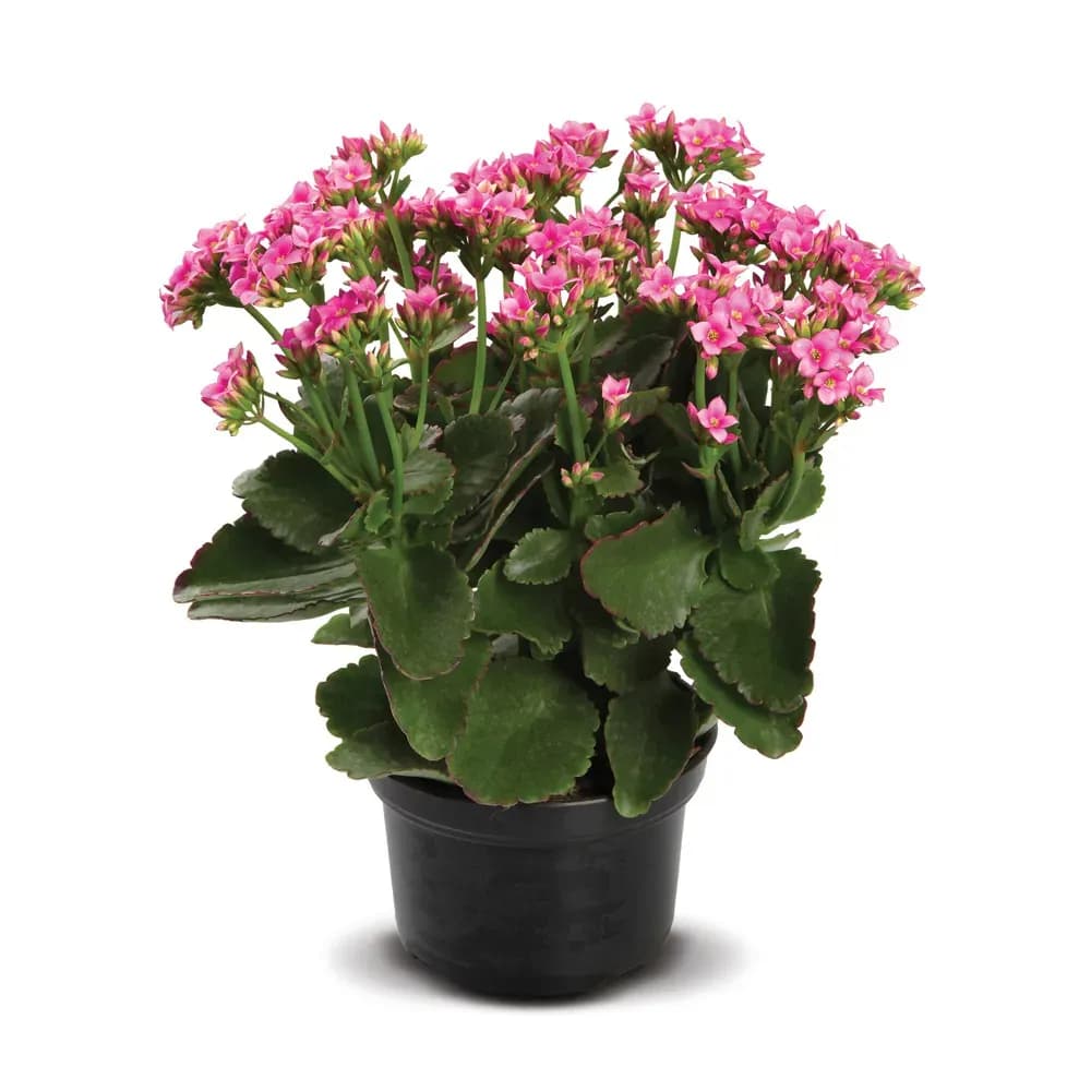 FLOR KALANCHOE DOBRADO P11